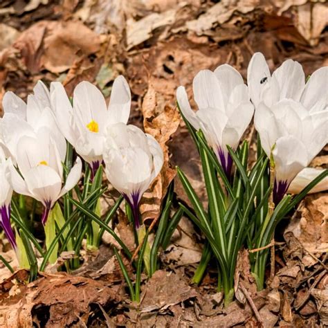 Fr Hlings Krokus Crocus Vernus