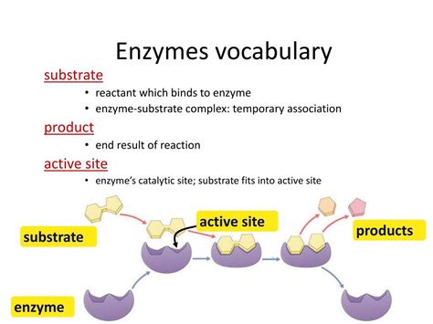 Ppt Enzymes Are Necessary Because They Cause Reactions To Happen Powerpoint Presentation Id