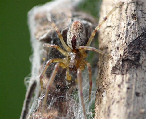 Badumna Longinqua Brown House Spider