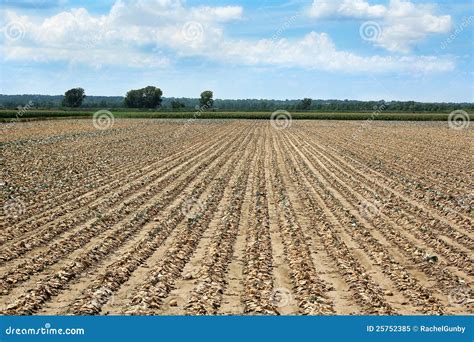 Drought Dead Crops Stock Image Image Of Dirt Heat 25752385