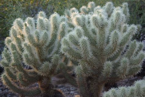 Jumping Cholla Facts That May Bite You Facts Net