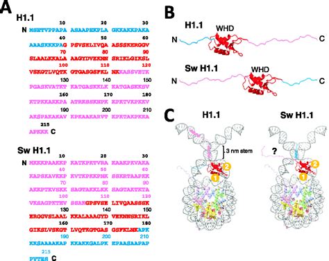 Figure From Interaction Of Chromatin With A Histone H Containing