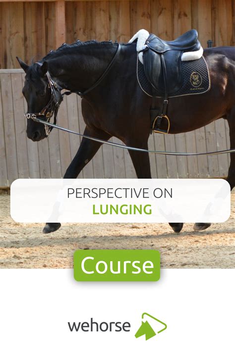 How To Lunge A Horse Correctly How To Do