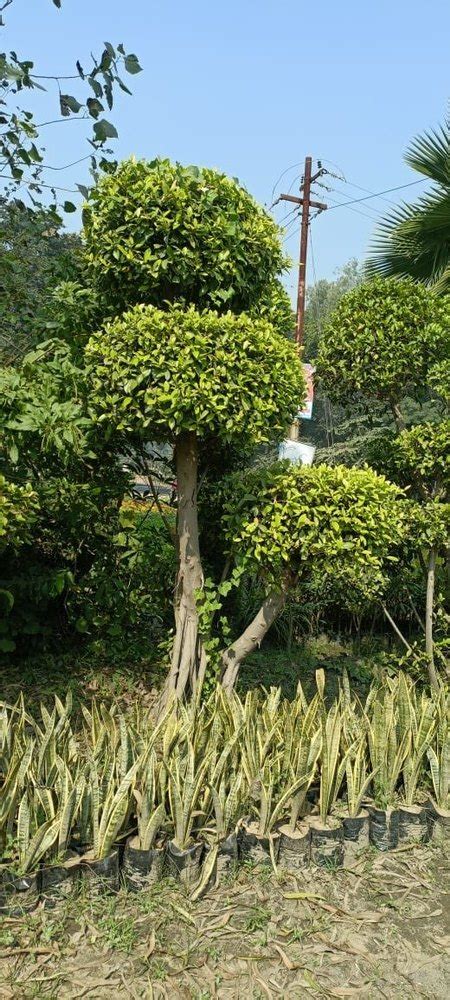 Round Full Sun Exposure Topiary Multiballs Ficus For Garden At Rs