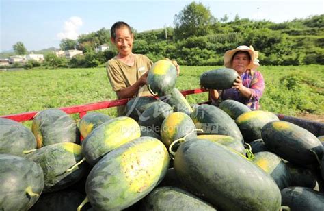 湖北房县：西瓜种植促增收 人民图片网