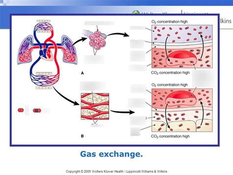 Gas Exchange Diagram Quizlet