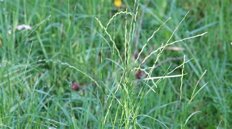 Engels Raaigras Lolium Perenne Waarnemingen Be