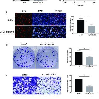 Linc Knockdown Resulted In Impaired Luad Cell Growth And Invasion