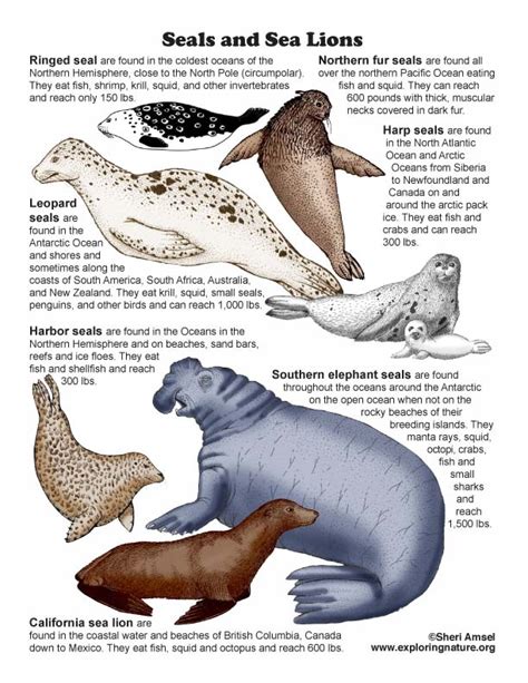 Seals and Sea Lions Color Mini-Poster with Text