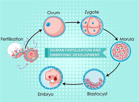 Fertilização Humana E Desenvolvimento Embrionário Em Infografia Humana