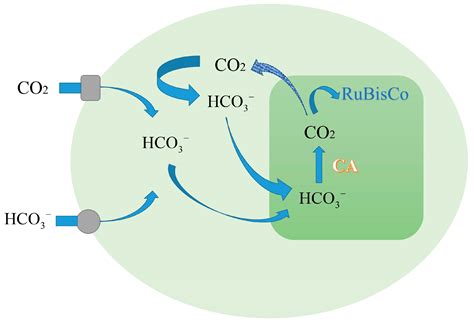 C Free Full Text Optimization And Process Effect For Microalgae