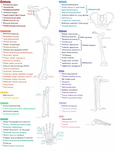 Understanding the Human Musculoskeletal System | Medical school