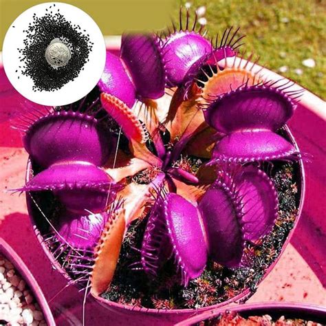 Jual Biji Tanaman Venus Flytrap Bibit Tanaman Venus Flytrap Tanaman