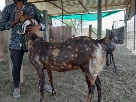 Sirohi Goat Female At Rs 250 Kg Devgarhi Goat In Ajmer ID