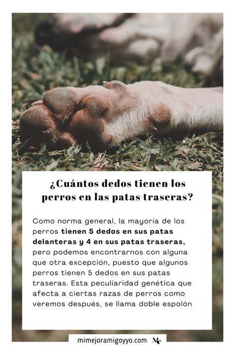 dedos patas traseras cuántos Dog Grooming Tips Zeus Insta Animals