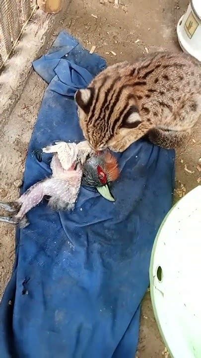 Ngasih Makan Kucing Hutan Belacan Pake Burung Utuh😋 Youtube