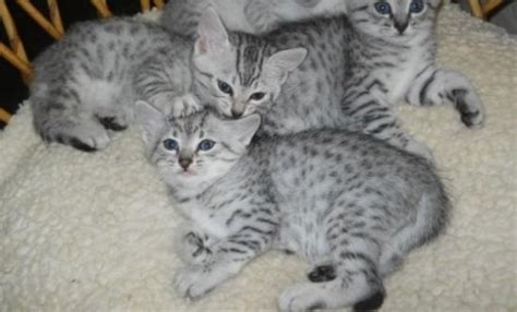 Egyptian Mau Kittens: Adorable, Exotic, and Beautiful