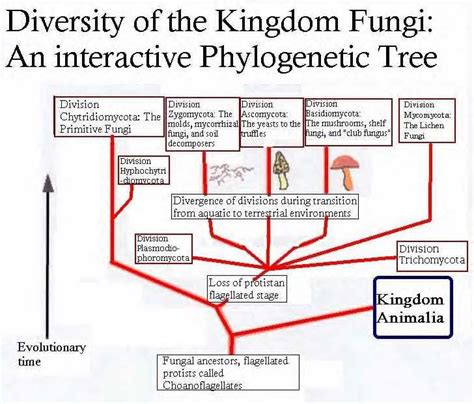 Fungi Phylogenic Tree Fungi Kingdom Fungi Tree