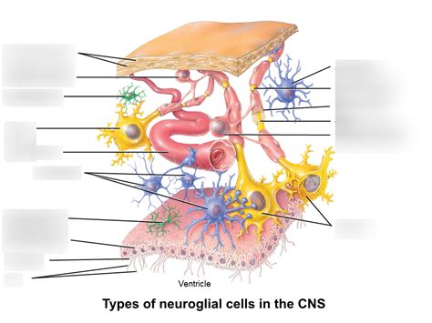 Types Of Neuroglial Cells In The Cns Diagram Quizlet