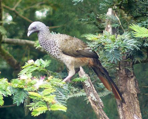 Colombian Chachalaca Ortalis Columbiana BirdWeather