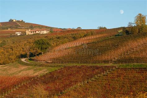 Vines and Hills in Langhe. Italy Stock Photo - Image of dask, harvest ...