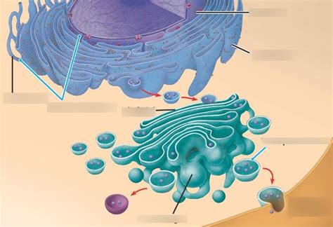 Lecture 11 Diagram- Endomembrane system Diagram | Quizlet