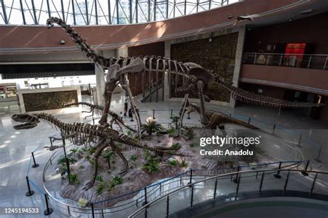 Dinosaur Museum Photos and Premium High Res Pictures - Getty Images