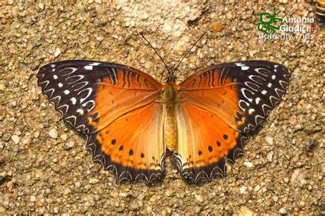 Cethosia Biblis Biblis Female Thai Butterfly Trips