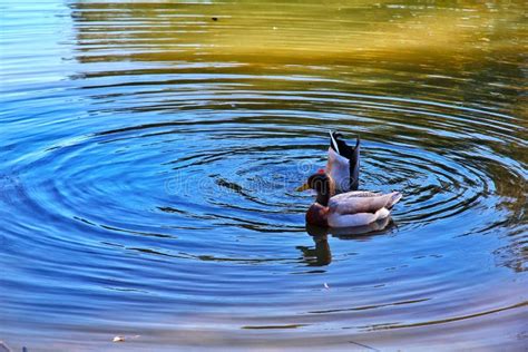 Gansos Salvajes Que Nadan En El Lago Foto De Archivo Imagen De Parque