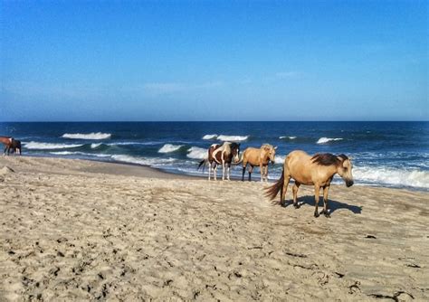 Ponies In Chincoteague Island Stock Photo - Download Image Now - iStock