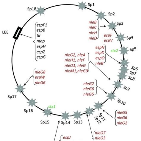 Prophage And Pathogenicity Island Location On The S Enterica Serovar