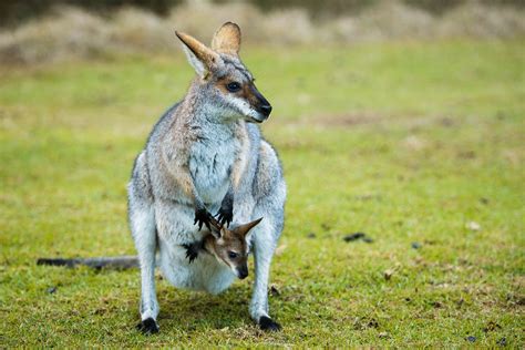 Bunya Mountains, Crows Nest & more - WildlifeMoments.de