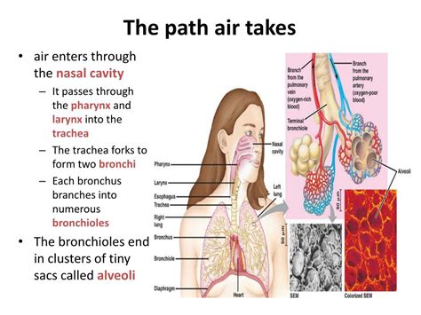 Flow Diagram For Pathway Of Air Air Flow Path Diagram