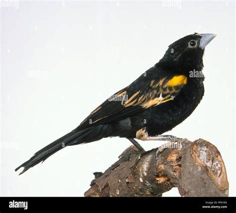 Side View Of A White Winged Widowbird Euplectes Albonotatus Perching