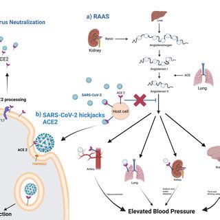 A Schematic Diagram Of ACE2 Pathways A The Regulation Of The