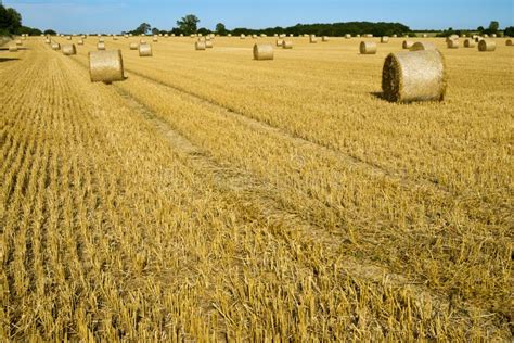 Harvest Landscape Near Tetbury Gloucestershire Uk Stock Image Image