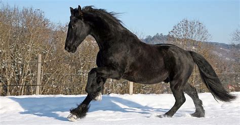 12 Of The Most Unique And Beautiful Horse Breeds In The World | LittleThings.com