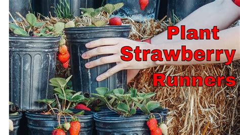 How To Plant Strawberry Runners In Pots Youtube