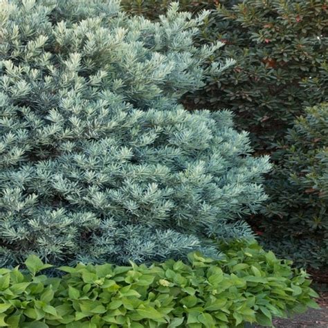 Podocarpus E Icee Blue Flowers Plants And Shrubs Siteone