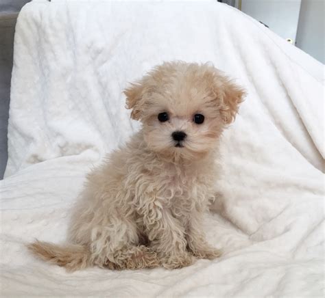 Teacup Maltipoo Puppy Teddy face - iHeartTeacups