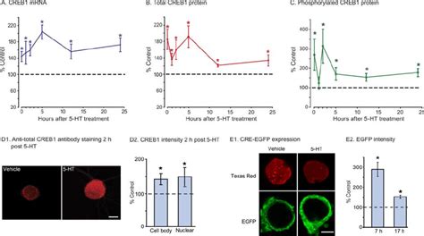 Dynamics Of Creb1 Mrna And Protein Creb1 Phosphorylation And Download Scientific Diagram