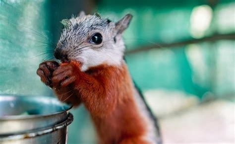 Volunteer at a Wildlife Sanctuary and Rescue Center