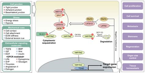 Schematic Representation Of The Mammalian Hippo Pathway The Hippo