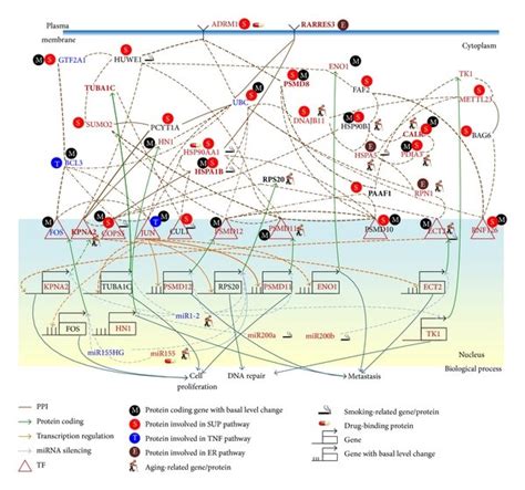 Comparison Of Genetic And Epigenetic Alterations And Connection Changes