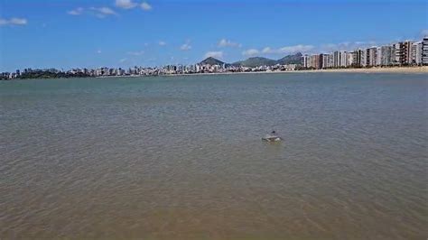 VÍDEO Golfinhos são vistos a menos de 10 metros da orla de Camburi