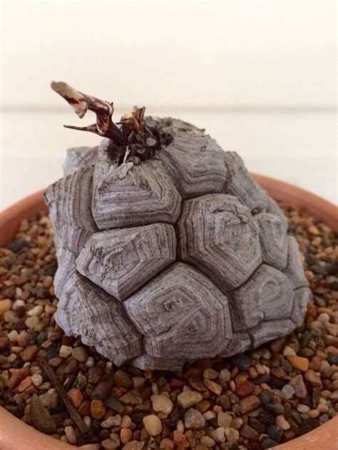 龟甲龙 Dioscorea Elephantipes — Manning Valley Succulent Garden