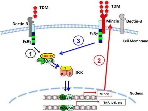 C Type Lectin Receptor Dectin Mediates Trehalose Dimycolate Tdm