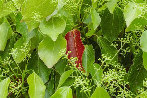 How To Grow And Care For Camphor Tree