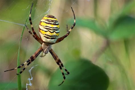 Aranha Vespa Inseto Foto Gratuita No Pixabay