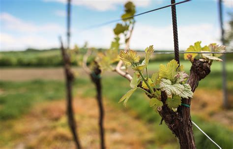 Les Saisons De La Vigne Visites Privil Ge Vignobles D Couvertes